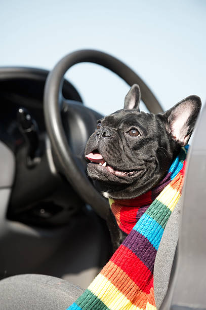 istock French Bulldog in a car 134843421