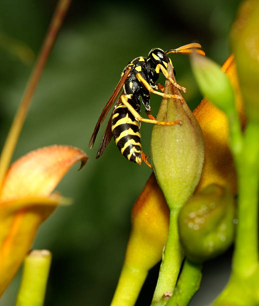 istock Macro of wasp feeding on a flower 134843616