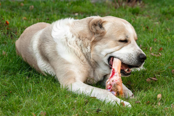 istock Central Asian Shepherd Dog alabai laying eating big bone on meadow 1348436727