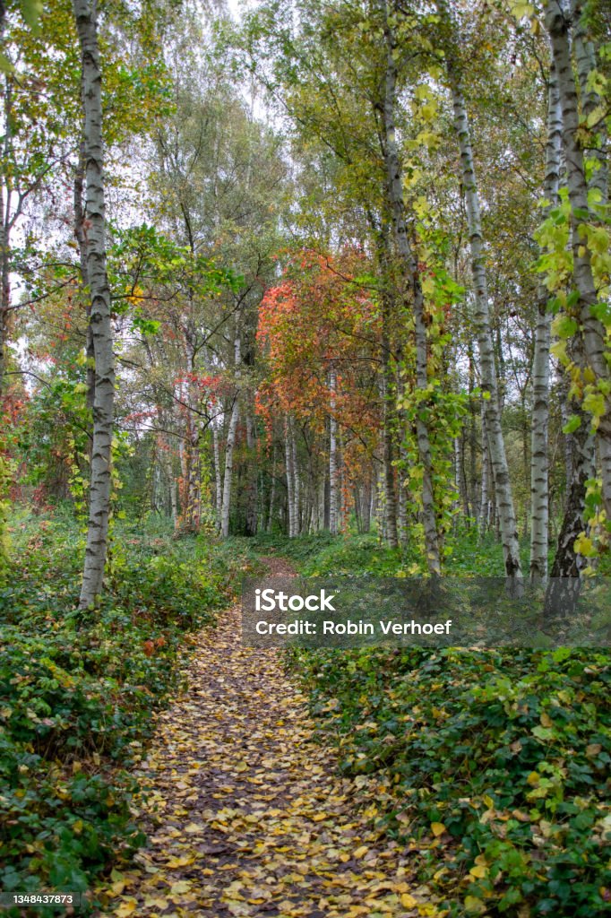 autumn landscape with a forest path full of fallen leaves and birches along the side autumn landscape with a forest path full of fallen leaves and birches along the side. Belgium Kempen. Antwerp City - Belgium Stock Photo