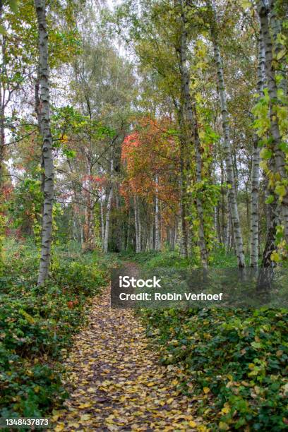 Autumn Landscape With A Forest Path Full Of Fallen Leaves And Birches Along The Side Stock Photo - Download Image Now