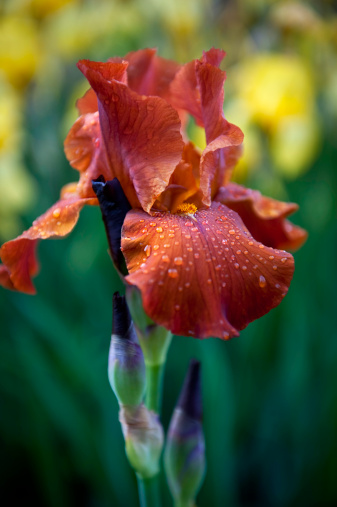 A beautiful rust colored iris with dew drops - very shallow depth of field.