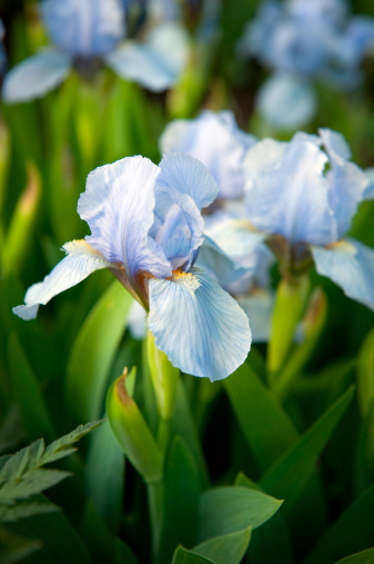 Blue iris in a summer garden -shallow depth of field.
