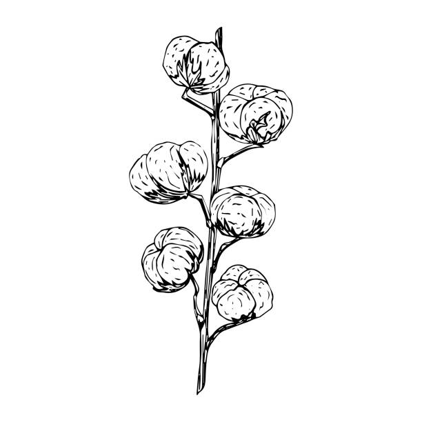 Branch with cotton flowers, sketch, black outline isolated on white background Branch with cotton flowers, sketch, black outline isolated on white background, stock illustration for design and decor cotton flower stock illustrations