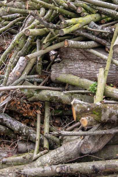 istock Stock of cut tree branches 1348439513