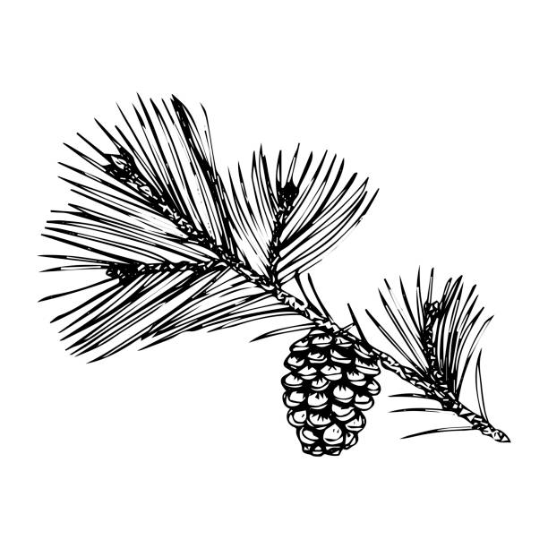 白い背景に分離された円錐、スケッチ、黒い輪郭と松の木の枝 - pine tree pine cone branch isolated点のイラスト素材�／クリップアート素材／マンガ素材／アイコン素材