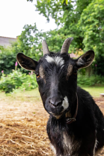 istock Poitevin goat head in close-up 1348441641
