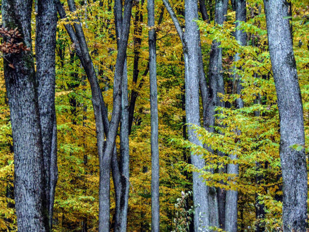 istock trees in the forest in autumn - Romania 1348451919