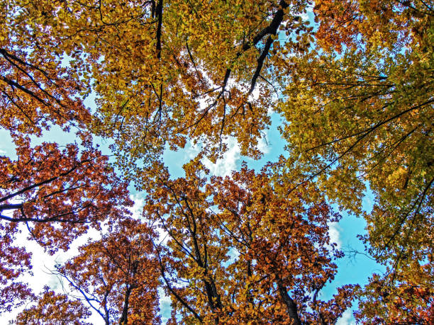istock trees in the forest in autumn - bottom view 1348452978