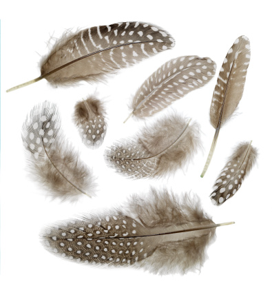 8 feathers on white background
