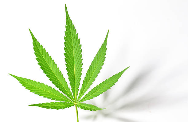 Hemp Leaf (Cannabis sativa) stock photo