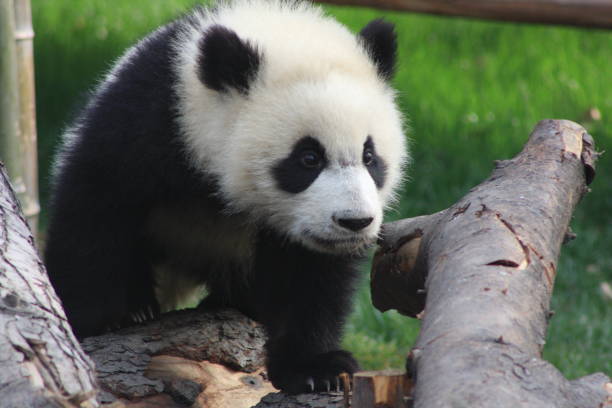 istock Chengdu Panda Bears Sichuan Province China 1348463521