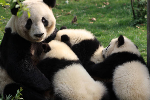 istock Chengdu Panda Bears Sichuan Province China 1348463556