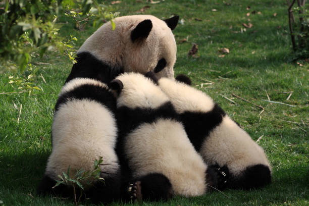 istock Chengdu Panda Bears Sichuan Province China 1348463560