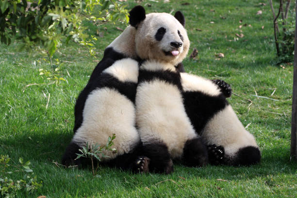 istock Chengdu Panda Bears Sichuan Province China 1348463562