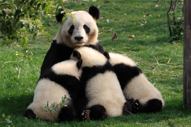Chengdu Panda Bears Sichuan Province China