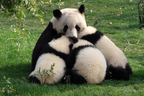 istock Chengdu Panda Bears Sichuan Province China 1348463566