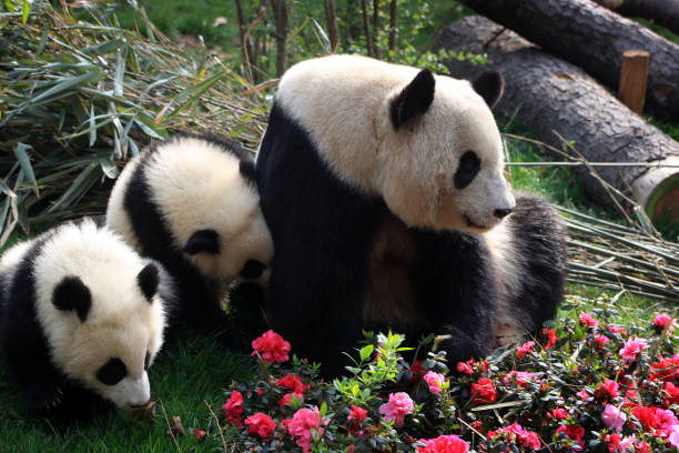 istock Chengdu Panda Bears Sichuan Province China 1348463581