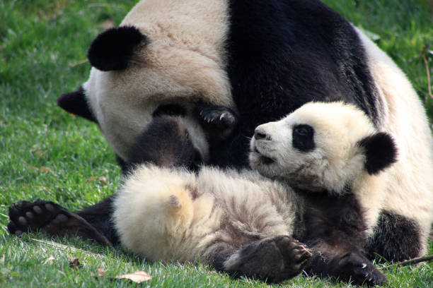 istock Chengdu Panda Bears Sichuan Province China 1348463624