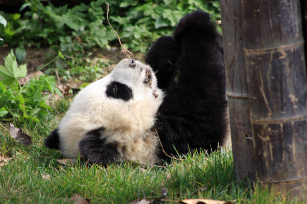 istock Chengdu Panda Bears Sichuan Province China 1348463637