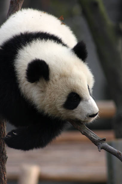 istock Chengdu Panda Bears Sichuan Province China 1348463678