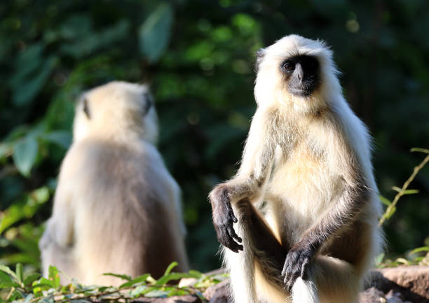 Black-faced Langur Monkeys Madhya Pradesh India