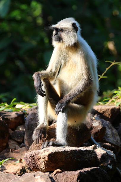 istock Black-faced Langur Monkeys Madhya Pradesh India 1348463784