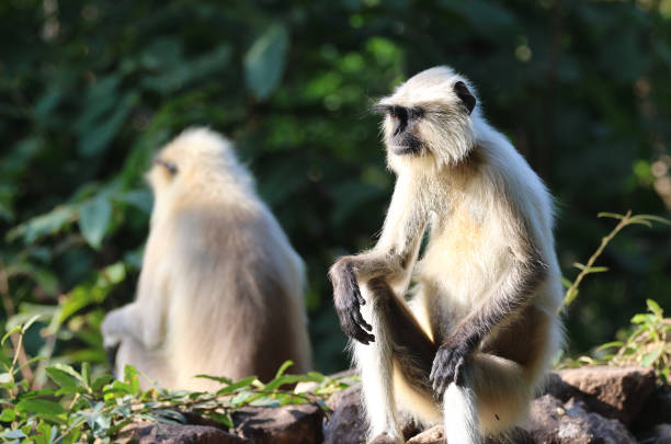 istock Black-faced Langur Monkeys Madhya Pradesh India 1348463788
