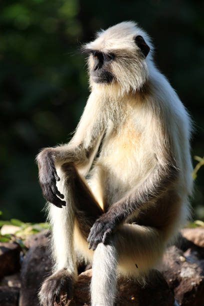 istock Black-faced Langur Monkeys Madhya Pradesh India 1348463792