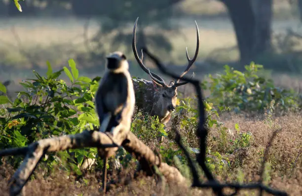 Photo of Kanha Langurs India