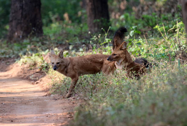 istock Wild dogs Kanha India 1348464926