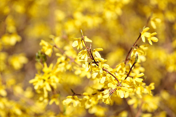istock Forsythia europaea - yellow spring's flowers 134846654