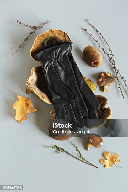 Mycelium Leather Gloves Alternative To Leather Made From Fungal Spores And Plant Fibers Innovative Materials For Mushroom Textiles Asse Stock Photo - Download Image Now