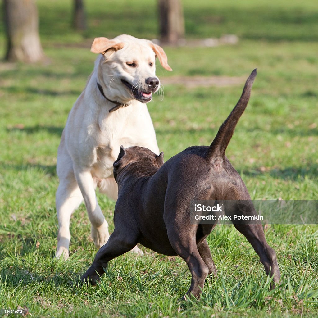 labrador retriever giocano con cucciolo di razza mista pitbull terrier - Foto stock royalty-free di Ambientazione esterna