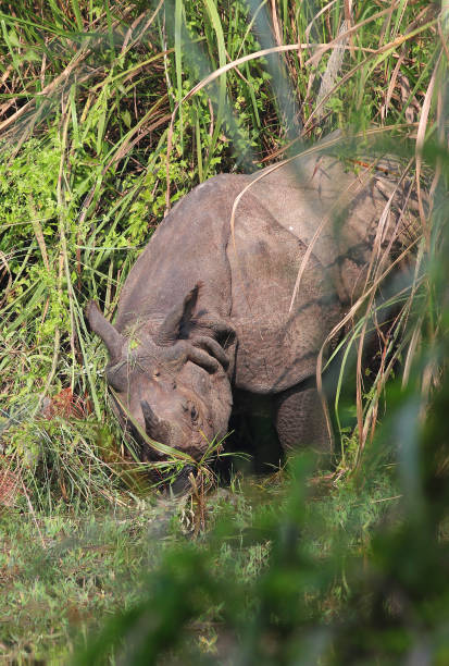 istock Greater one-horned rhinoceros Chitwan NP Nepal 1348468070
