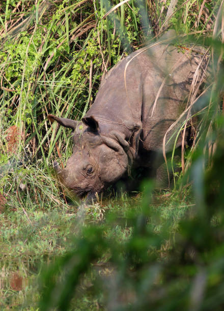 istock Greater one-horned rhinoceros Chitwan NP Nepal 1348468175