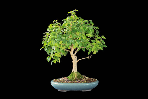 istock chinese privet bonsai isolated over dark background 1348468342