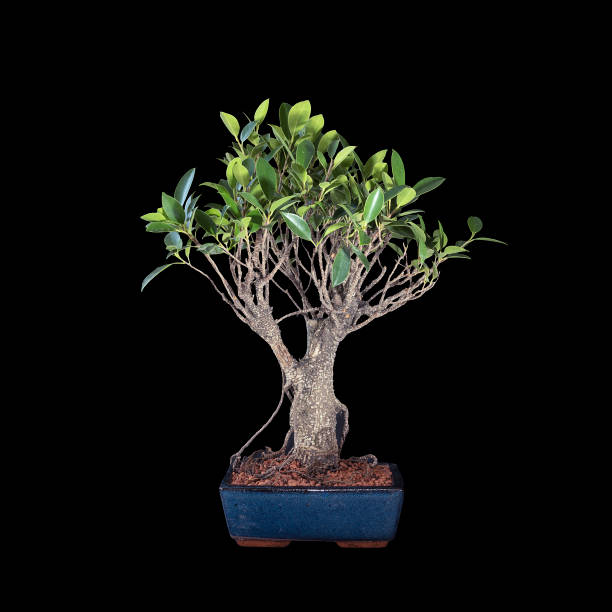 istock banyan fig bonsai over dark background 1348468343