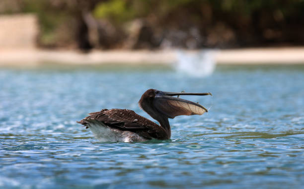 istock Pelicans in the British Virgin Islands 1348468354