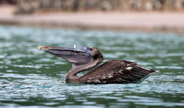 istock Pelicans in the British Virgin Islands 1348468377