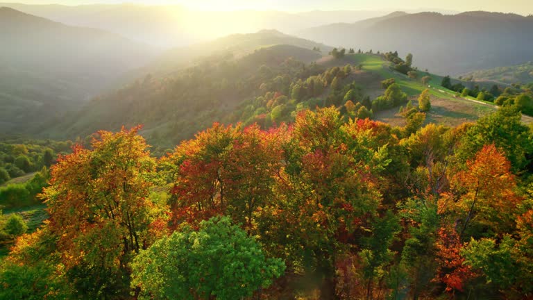 Warm sunset autumn landscape. Trees with red and yellow foliage on the background of hills. Aerial autumn nature view