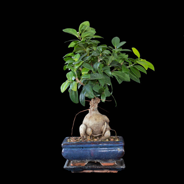 ficus ginseng bonsai isolato su sfondo scuro - ginseng bonsai tree fig tree banyan tree foto e immagini stock