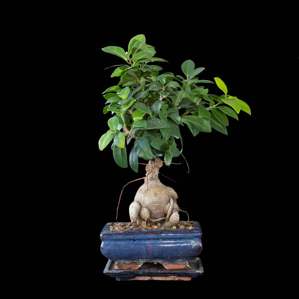 isolated ficus ginseng bonsai over dark background isolated ficus ginseng bonsai over dark background (Ficus microcarpa) chinese banyan bonsai stock pictures, royalty-free photos & images