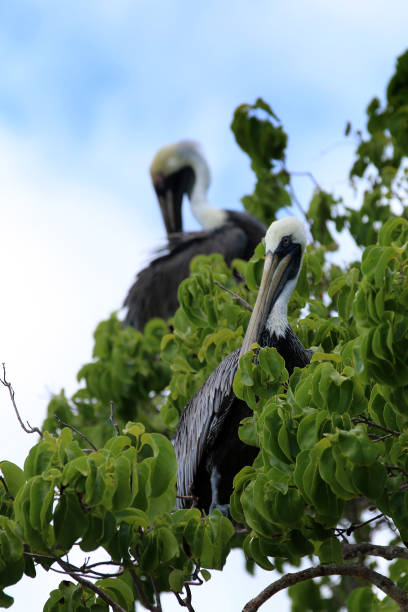 istock Pelicans in the British Virgin Islands 1348468432