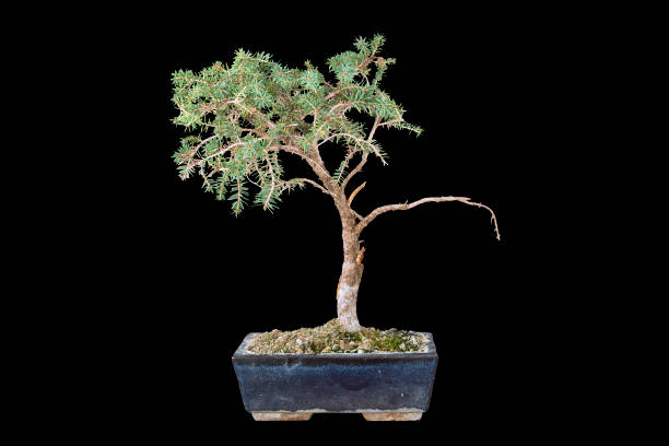 spruce bonsai isolated over dark background stock photo