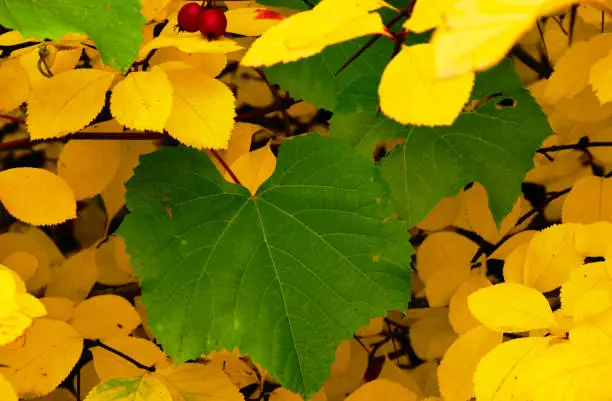 Closeup of brigh yellow fall leaves. autumn colors. fresh green large leaf. autumn season. dense lush foliage. red berries. veins and brown branches. nature macro scene.