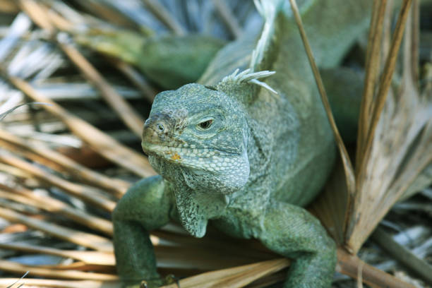 Iguana on Little Water Cay Turks and Caicos