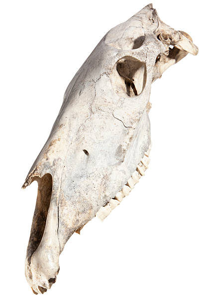 istock Skull of horse 134847247