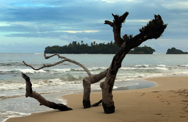 istock Beach in Bocas Del Toro Panama 1348477241