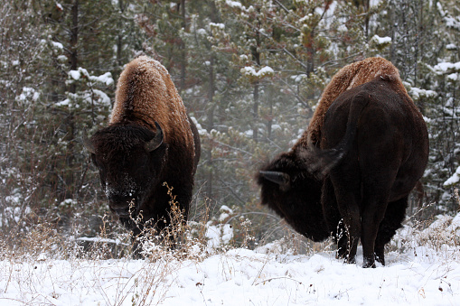 Bison in British Columbia Canada